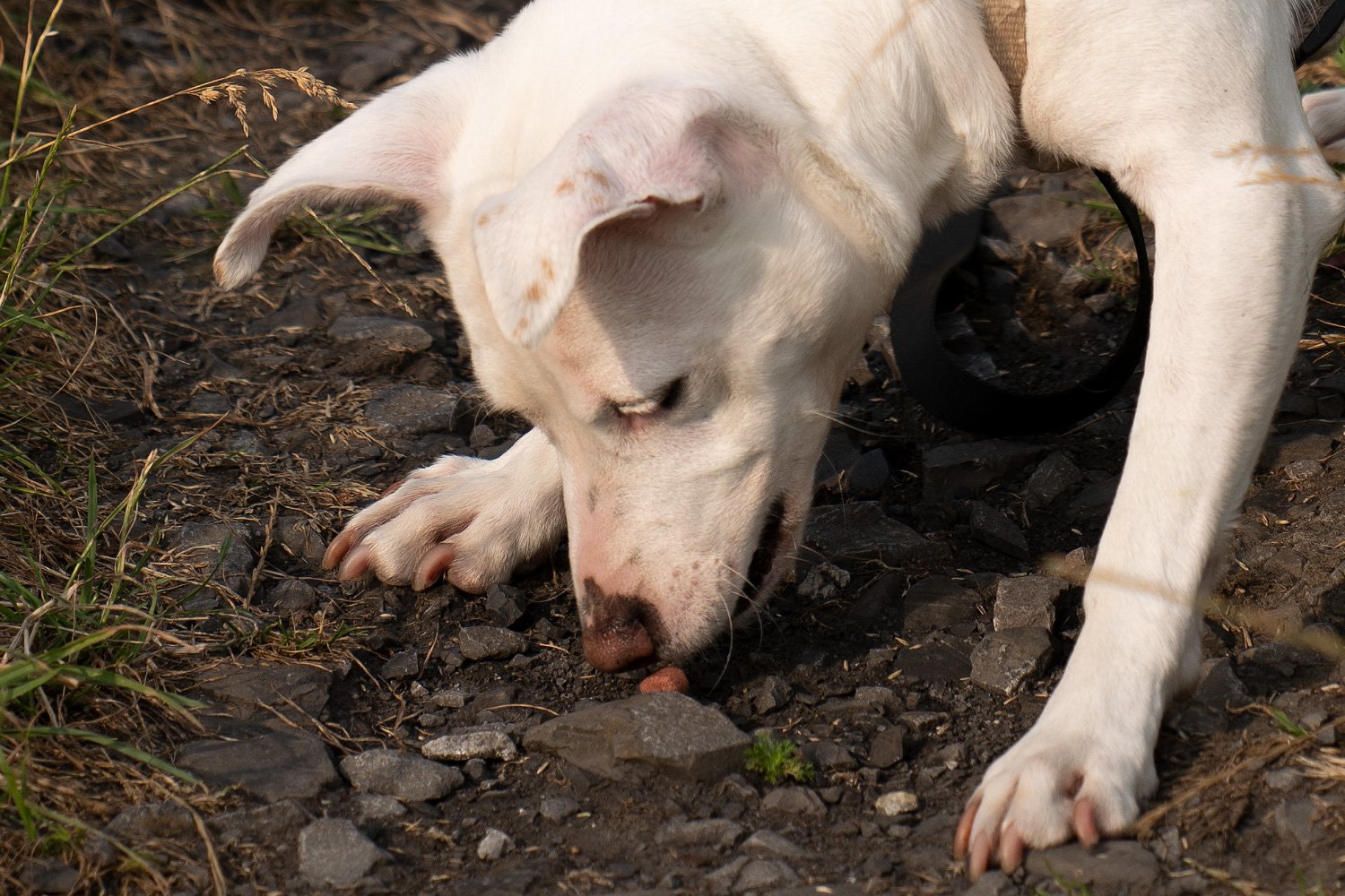 Dog in the high grass