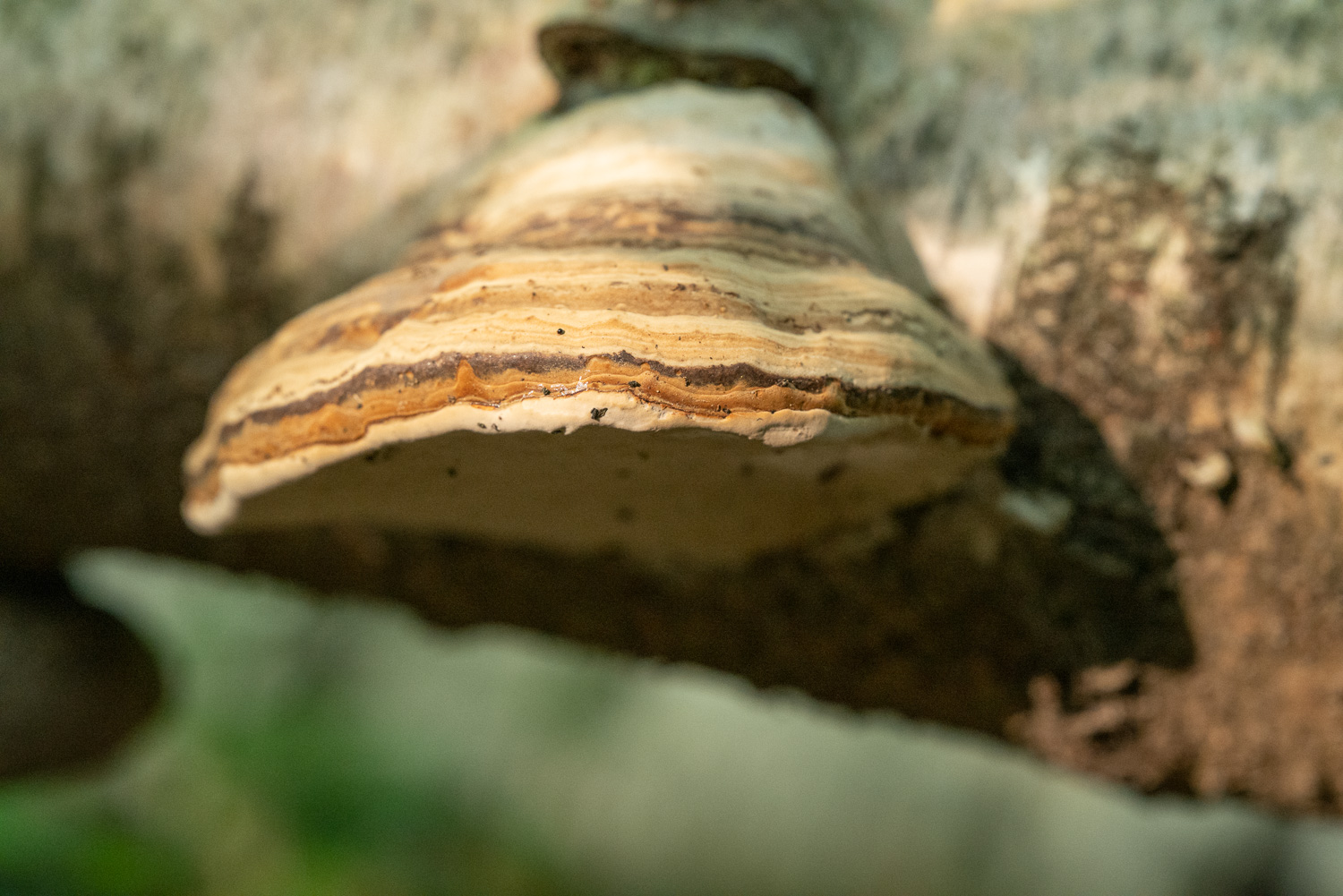 Forest Fungi