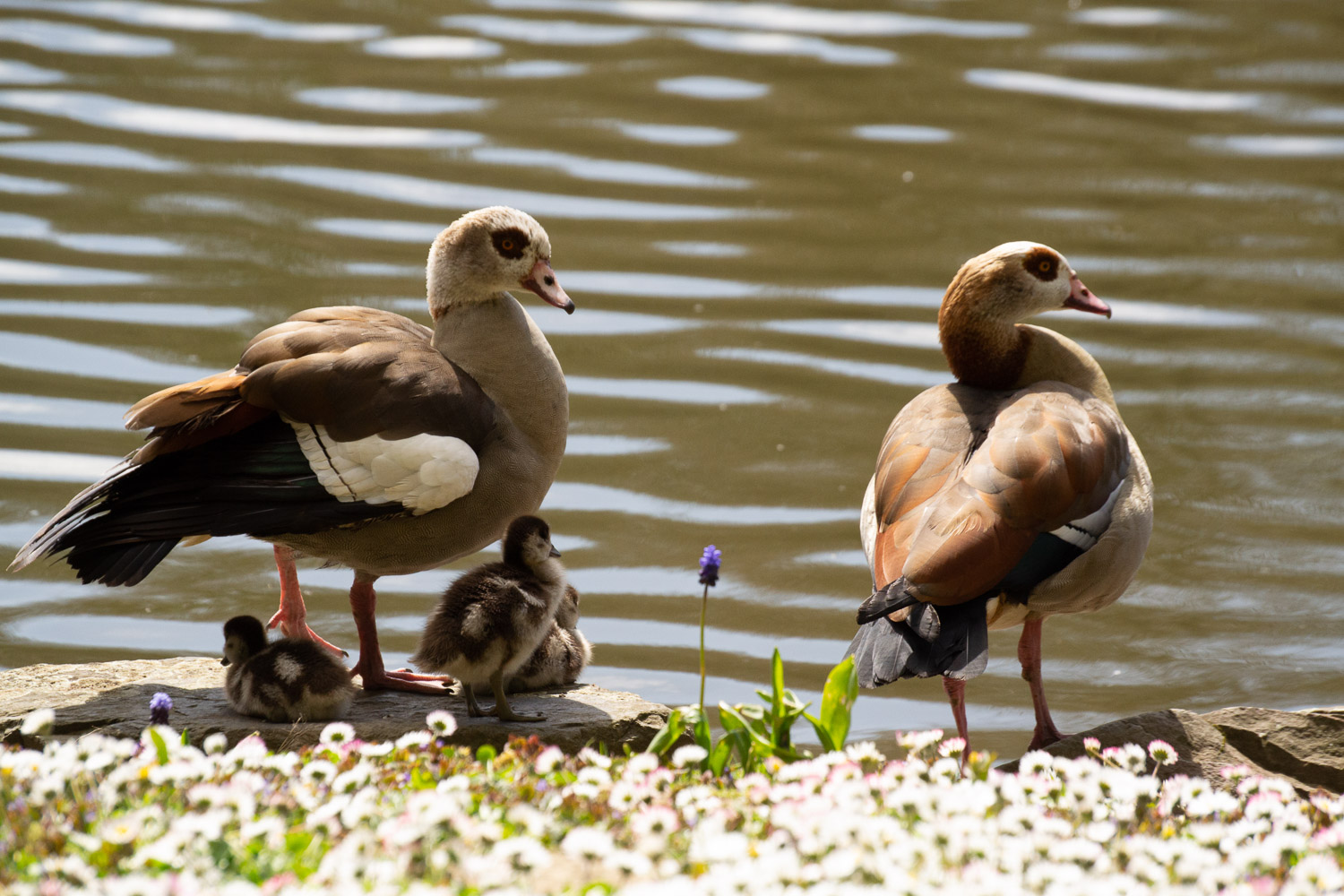 Duck Family