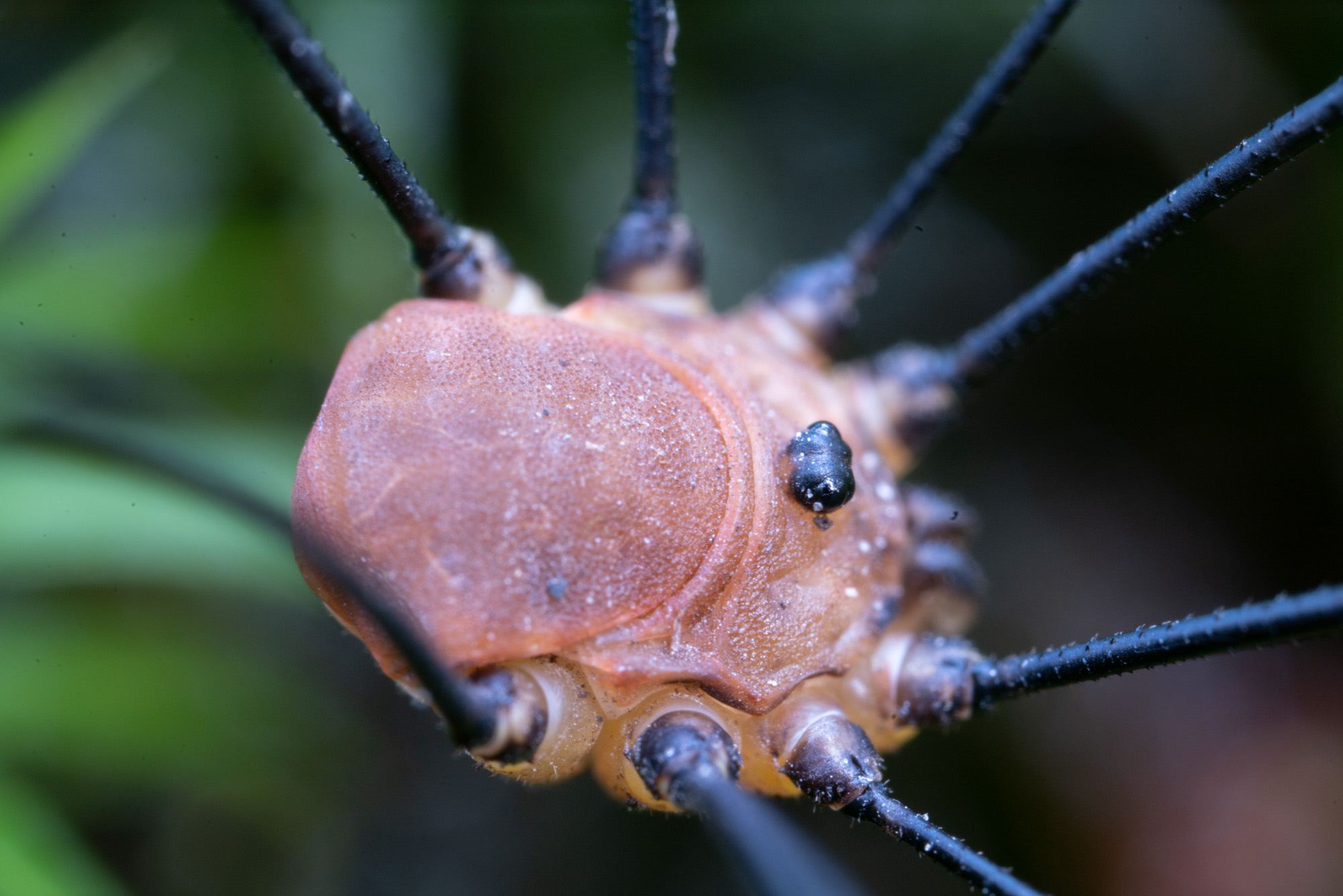 Harvestman