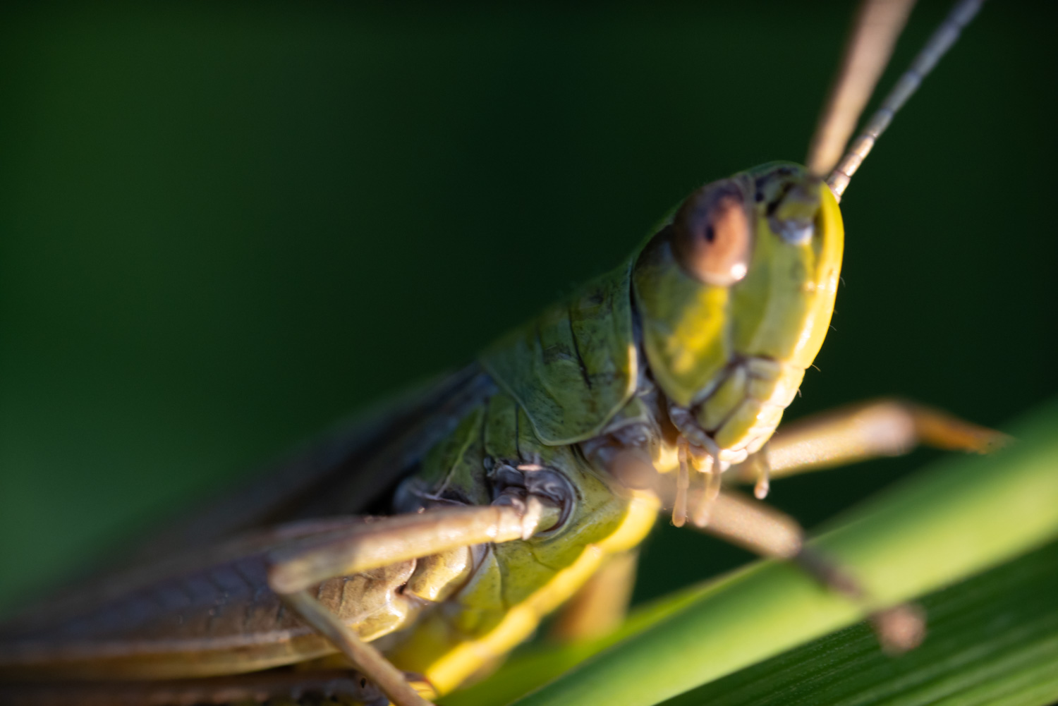 Cornfield Macro