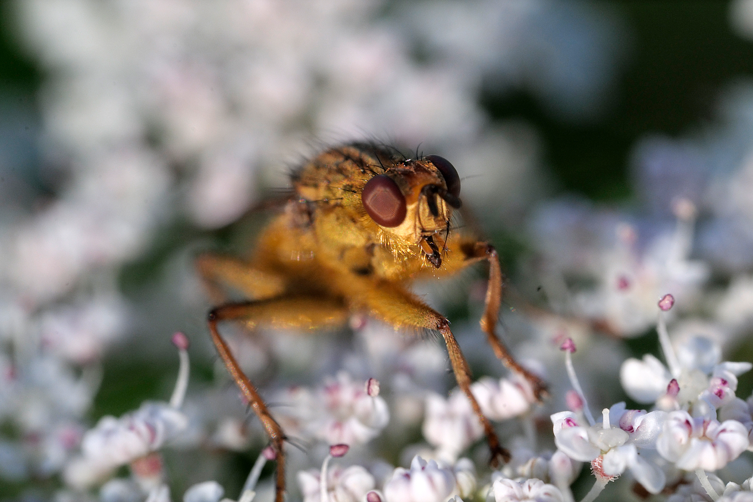 Park Insects