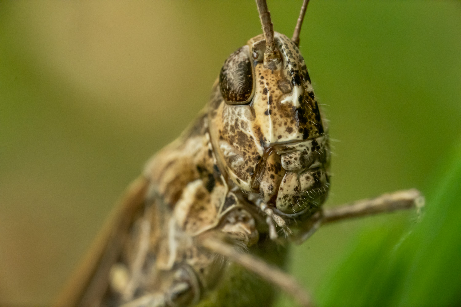 Forest Macro